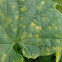 Downy mildew on cucumber. Note the yellow angular spots. These will eventually turn necrotic as seen near the center of the photo.