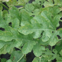 Downy Mildew on watermelon.  Anthracnose symptoms (see below) are very similar and can be easily misdiagnosed.  Diagnosis must be done using a microscope.