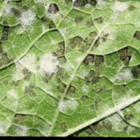 Downy and powdery mildew on the underside of a butternut squash leaf. The dark areas are masses of downy mildew spores produced by the fungus, Pseudoperonospora cubensis. The white powdery spots are masses of powdery mildew spores produced by the fungus Sphaerotheca fuliginea. Note how downy mildew lesions are more angular in shape (bound by leaf veins) whereas powdery mildew tends to spread out radially without regard for leaf veins.